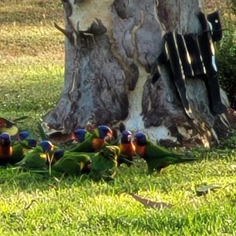 Birds 2