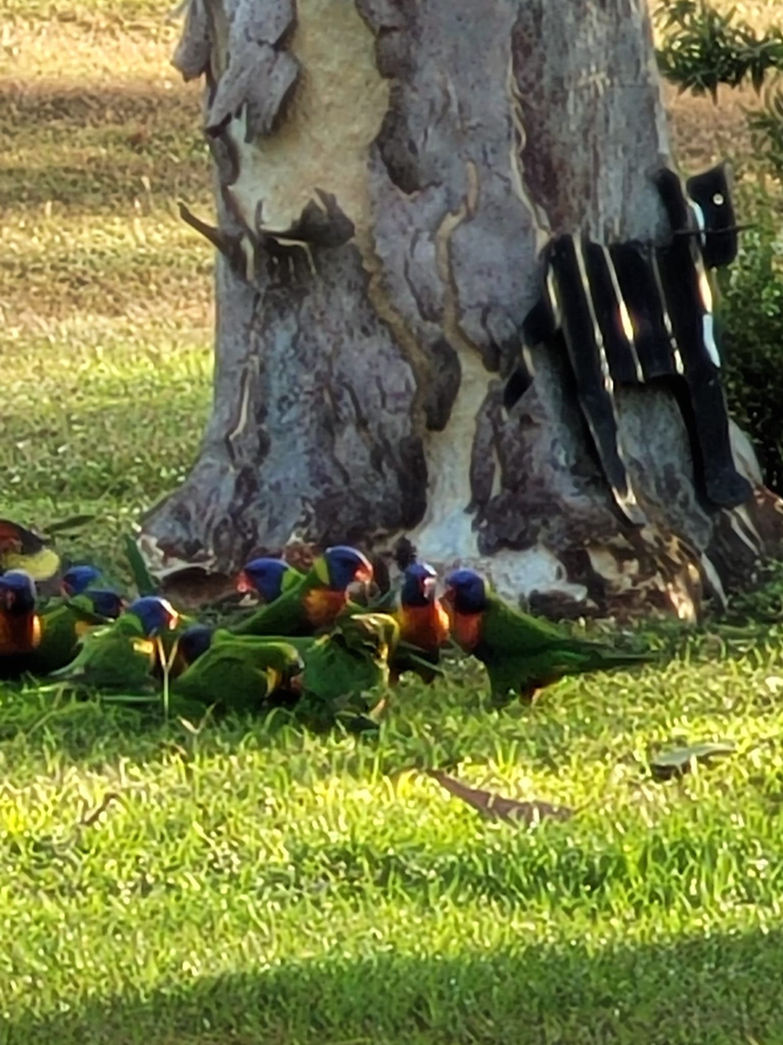 Birds 2